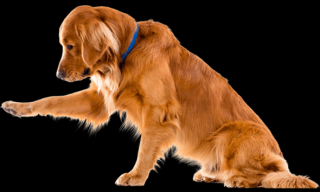 dog training classes adelaide South Australian Obedience Dog Club