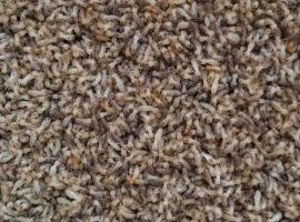 pest control companies adelaide Hindmarsh Pest Control