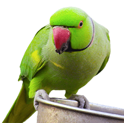 parrot shops in adelaide Camsal Aviaries