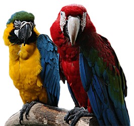 bird shops adelaide Camsal Aviaries