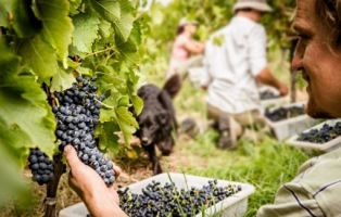 biodynamic agriculture courses adelaide Ngeringa