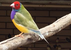 Birds – SA’s Largest Variety