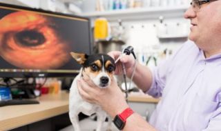 Dr Andrew Carter checking for canine ear problems