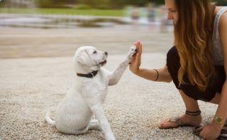 dog shops in adelaide Petbarn