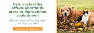 Current Promotions at Aberfoyle Hub Veterinary Clinic - Arthritis