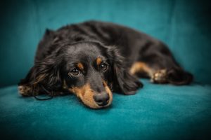 cat trainers in adelaide Dog Knows Training and Behaviour Consulting