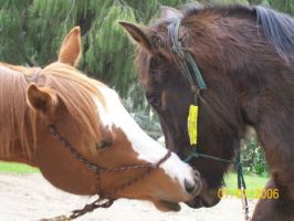 horse riding schools adelaide Adelaide Northern Horse Riding