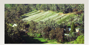 sale farms adelaide Montacute Valley Orchards