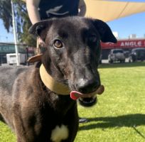 dog adoption places in adelaide Greyhounds As Pets SA