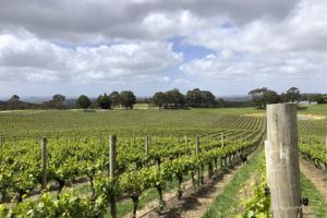 Adelaide Hills Private Tour