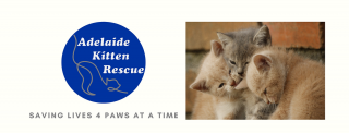 places to adopt cats in adelaide Adelaide Kitten Rescue Ic.