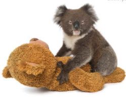 ADELAIDE KOALA AND WILDLIFE