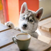 cat trainers in adelaide Canine Connect