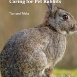 A featured image for a blog post about how to care for pet rabbits