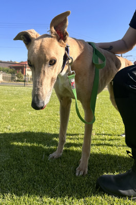 dog adoption places in adelaide Greyhounds As Pets SA