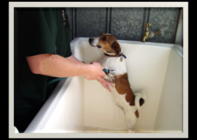 Dog Washing Services