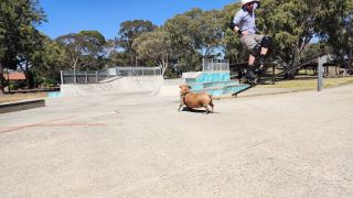 skateparks in adelaide Regency Skate Park