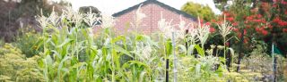 Growing corn at Wagtail Urban Farm