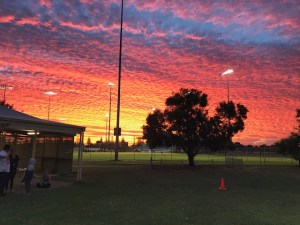 dog breeders in adelaide German Shepherd Dog Club Of Sa Inc