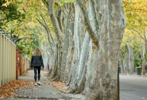 a person walking on a sidewalk next to a tree with many branches