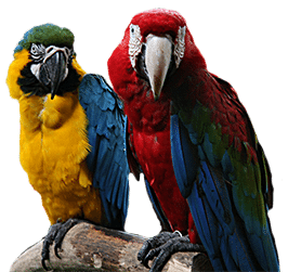 parrot stores adelaide Camsal Aviaries